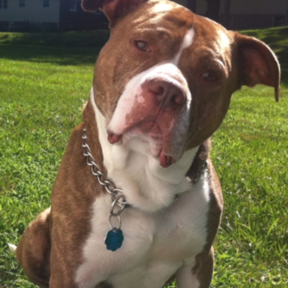 Meet your Posher, Jose